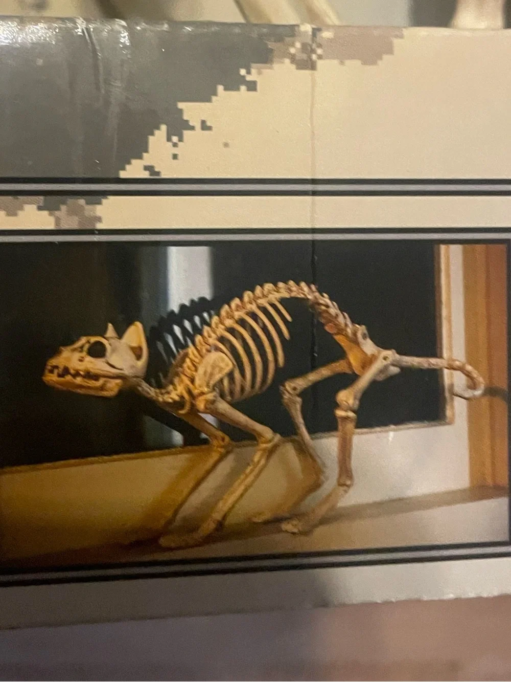Kitty Bonez Skeleton Cat Halloweem skulls New